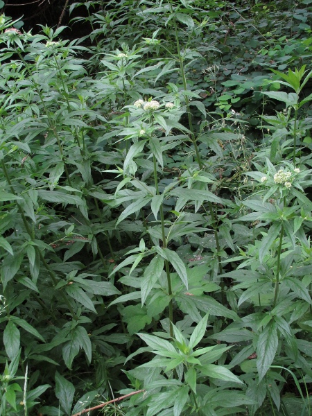 hemp agrimony / Eupatorium cannabinum: _Eupatorium cannabinum_ is found in damp habitats on base-rich soils or, especially in the north and west, near the sea.