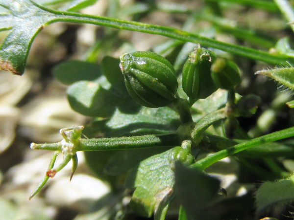 fool’s parsley / Aethusa cynapium