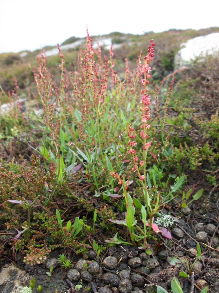 sheep’s sorrel / Rumex acetosella: _Rumex acetosella_ grows in heaths and open areas on sandy soils; the lobes at the base of its leaves tend to point outwards or forwards, in contrast to the backward-pointing lobes of the much more robust _Rumex acetosa_.