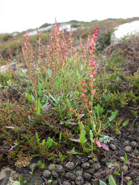 sheep’s sorrel / Rumex acetosella