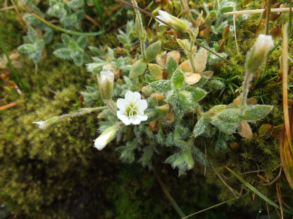 Alpine mouse-ear / Cerastium alpinum: Our plants are _Cerastium alpinum_ subsp. _lanatum_, which is often recognised as a separate species, _Cerastium eriophorum_.