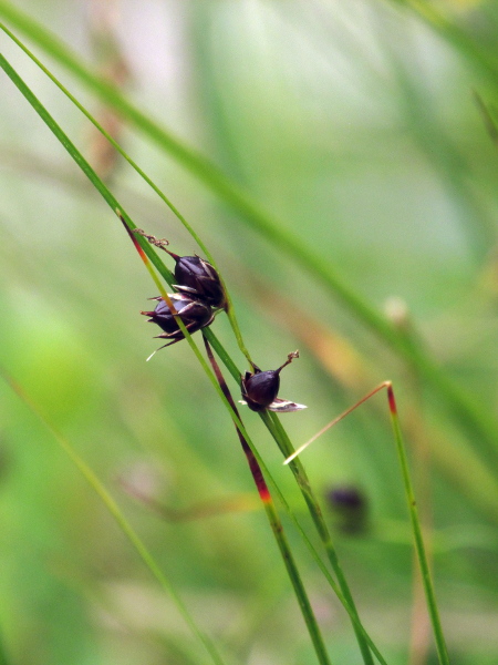 three-leaved rush / Juncus trifidus: _Juncus trifidus_ has groups of only 1–3 flowers, unlike our other long-bracted, flattish-leaved rushes.
