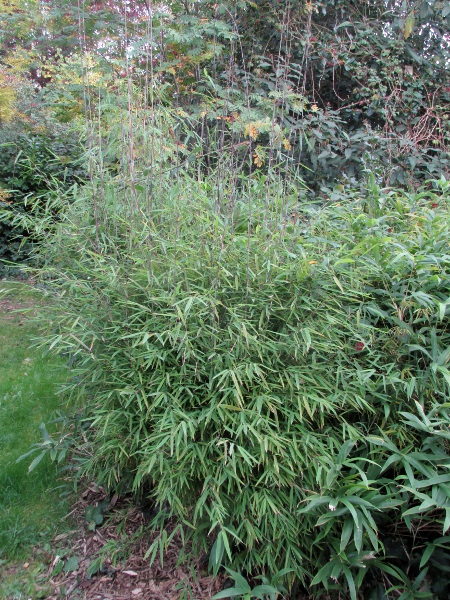 Indian fountain bamboo / Yushania anceps