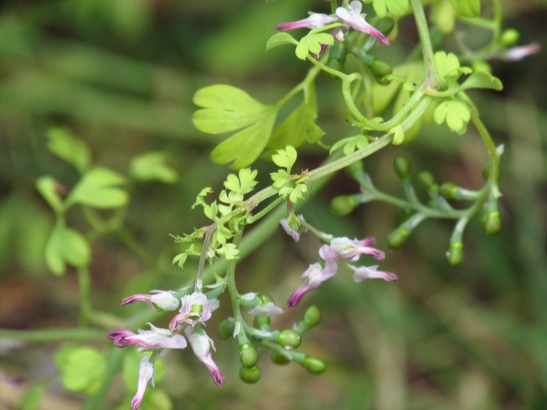 tall ramping fumitory / Fumaria bastardii