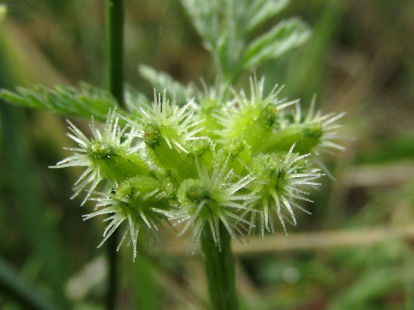 knotted hedge-parsley / Torilis nodosa: The fruits of _Torilis nodosa_ have stiff bristles on one half, and none on the other.