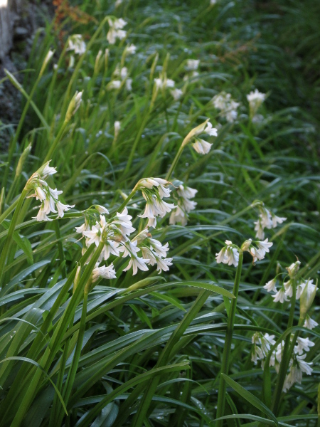 three-cornered garlic / Allium triquetrum: _Allium triquetrum_ is native to the western Mediterranean, but has become established across much of the British Isles, particularly in more southerly coastal regions.