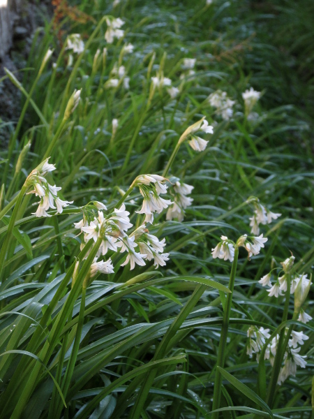 three-cornered garlic / Allium triquetrum