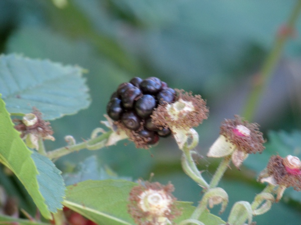brambles / Rubus ser. Vestiti: In fruit, the sepals are strongly reflexed in _Rubus_ ser. _Vestiti_.