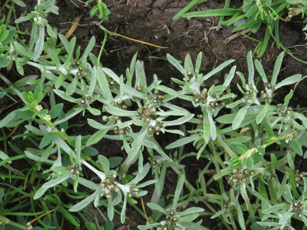 marsh cudweed / Gnaphalium uliginosum: _Gnaphalium uliginosum_ differs from related genera in having leaves among the inflorescence.
