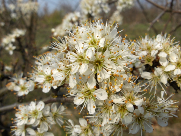 blackthorn / Prunus spinosa: _Prunus spinosa_ produces flowers before the leaf buds break.