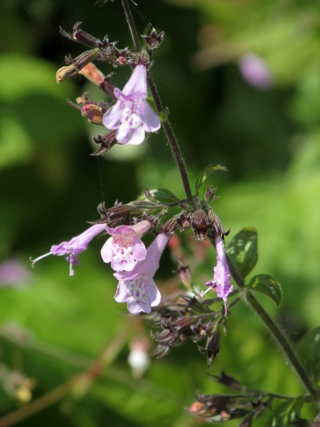 wood calamint / Clinopodium menthifolium: Flowers