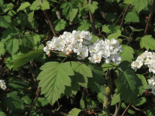 pear-fruited cockspurthorn / Crataegus coccinea