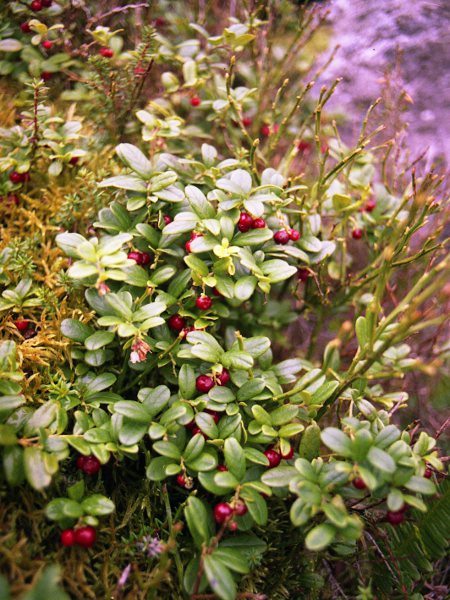 cowberry / Vaccinium vitis-idaea: _Vaccinium vitis-idaea_ is frequent in upland woods and moors across the British Isles.