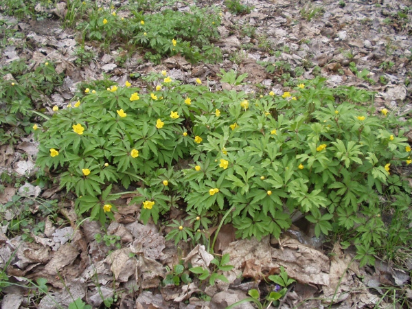 yellow anemone / Anemone ranunculoides: Native to continental Europe, _Anemone ranunculoides_ sometimes escapes from cultivation in the British Isles.