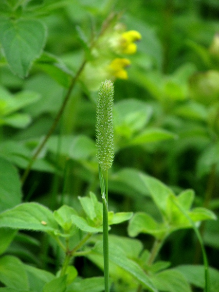 smaller cat’s-tail / Phleum bertolonii