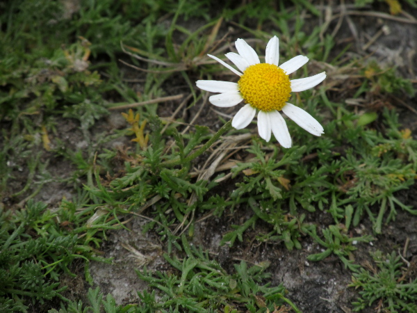 chamomile / Chamaemelum nobile: _Chamaemelum nobile_ grows in closely cropped sandy grasslands in southern England, south-western Ireland and south-western Wales; it releases a strong aroma when bruised.