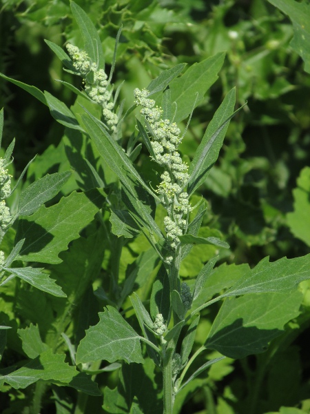 fat-hen / Chenopodium album: _Chenopodium album_ is a very widespread weed of nutrient-rich ground.