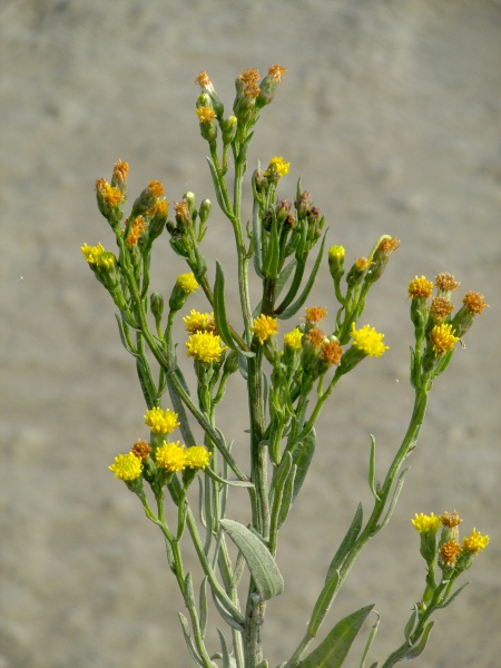 sea aster / Tripolium pannonicum: A rayless form, _Tripolium pannonicum_ var. _discoideum_, occurs on the lower parts of some salt marshes in the southern half of the British Isles.