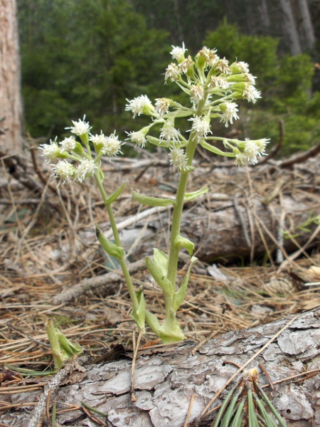 white butterbur / Petasites albus: _Petasites albus_ is found scattered across the British Isles, but is most common in eastern Scotland.