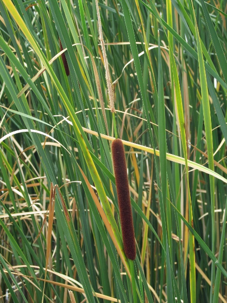 lesser bulrush / Typha angustifolia: Unlike in _Typha latifolia_, the male and female inflorescences of _Typha angustifolia_ are separated by a short length of stalk.