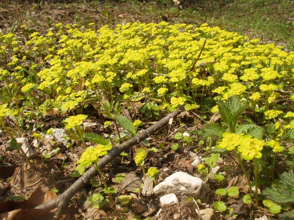 alternate-leaved golden saxifrage / Chrysosplenium alternifolium: _Chrysosplenium alternifolium_ is the rarer of our two golden-saxifrages, and is absent from Ireland, Cornwall, West Wales and the North-west Highlands.