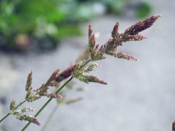 creeping bent / Agrostis stolonifera