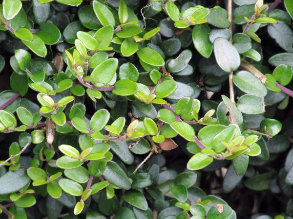 Wilson’s honeysuckle / Lonicera nitida: _Lonicera nitida_ is a Chinese shrub that is widely used in hedges, but rarely flowers in the British Isles; Chinese botanists treat it as _Lonicera ligustrina_ var. _yunnanensis_.