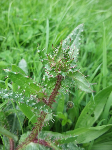 bristly oxtongue / Helminthotheca echioides: Much of the plant is covered with swollen-based spines.