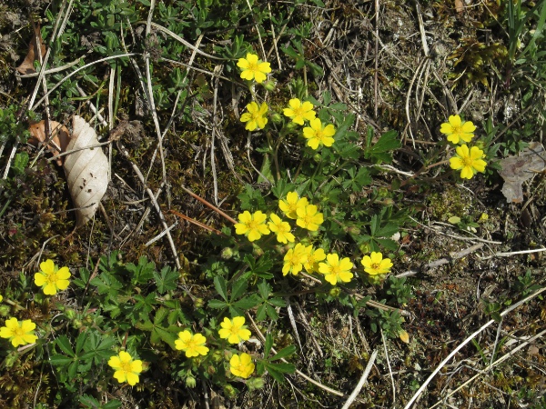 spring cinquefoil / Potentilla verna: _Potentilla verna_ is a mat-forming perennial of dry calcareous habitats.