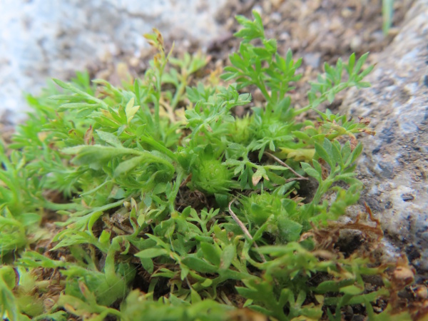 jo-jo weed / Cotula sessilis: _Cotula sessilis_ is an inconspicuous South American herb with sharp spines surrounding the inflorescence, making it easy to discover when walking barefoot.