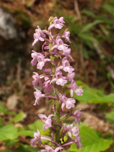 chalk fragrant orchid / Gymnadenia conopsea: The flowers of _Gymnadenia conopsea_ have a clearly lobed labellum and slightly downward-angled lateral sepals.