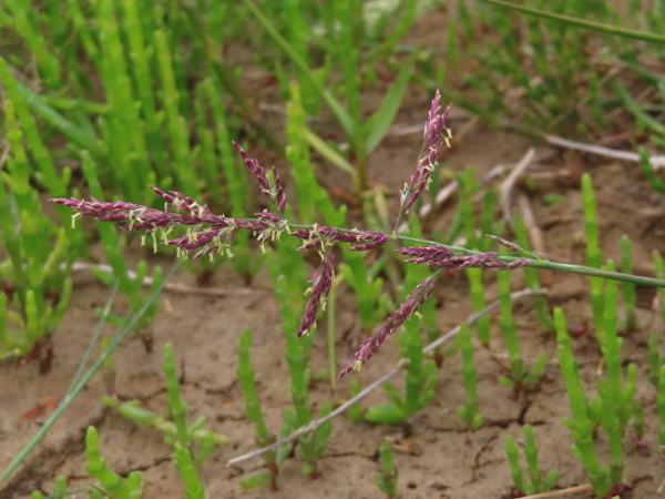 common salt-marsh grass / Puccinellia maritima: Inflorescence