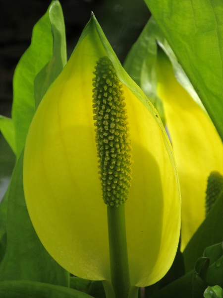 American skunk-cabbage / Lysichiton americanus: _Lysichiton americanus_ is our only species of Araceae with a yellow spathe.