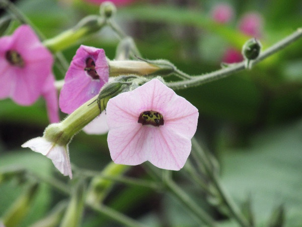 sweet tobacco / Nicotiana alata: _Nicotiana alata_ is a garden plant that occasionally escapes into the wild.