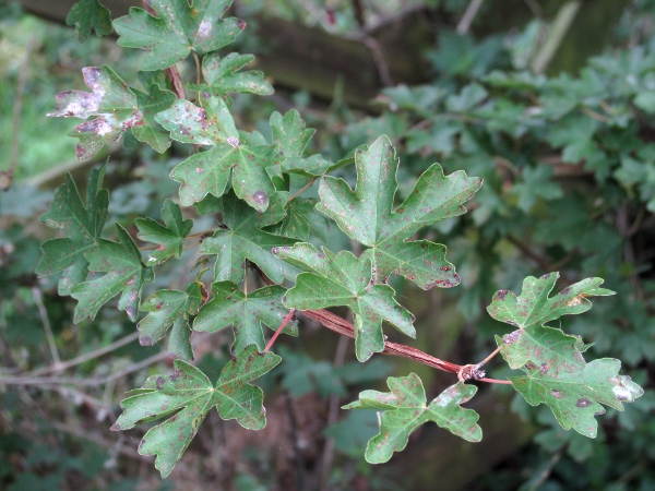 field maple / Acer campestre: _Acer campestre_ is a common tree in hedgerows and woodlands, native to England and Wales but also widely planted across the British Isles.