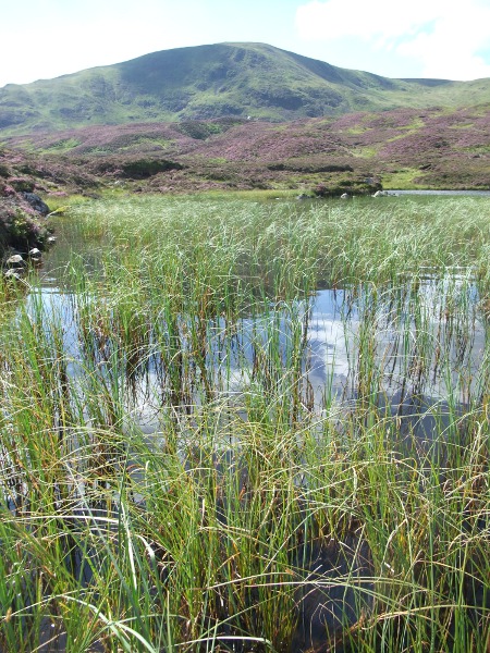 bottle sedge / Carex rostrata: _Carex rostrata_ is a sedge that grows out of standing water, especially in the uplands.