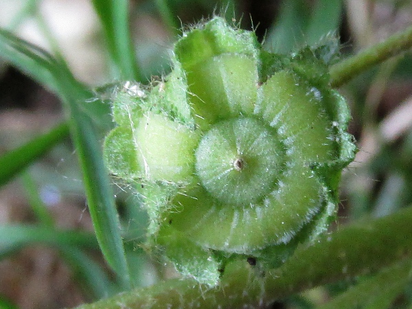 dwarf mallow / Malva neglecta: The nutlets of _Malva neglecta_ have a smooth surface with a covering of short, fine hairs.