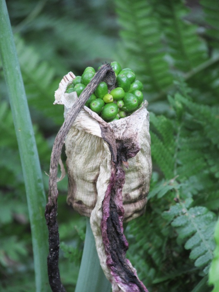 dragon arum / Dracunculus vulgaris: The long purple spathe surrounds an even darker spadix; they wither to reveal the spike of berries that ripen to red.