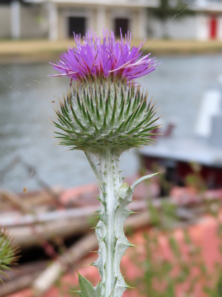 cotton thistle / Onopordum acanthium: The stems of _Onopordum acanthium_ have spiny wings along their length.