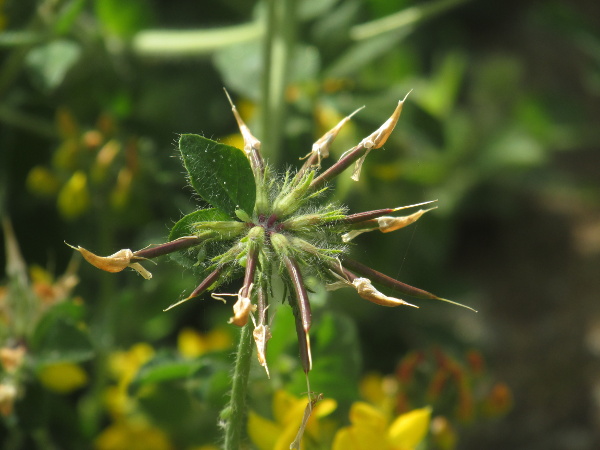 greater bird’s-foot trefoil / Lotus pedunculatus