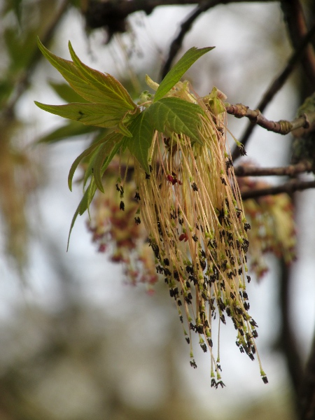 ashleaf maple / Acer negundo: _Acer negundo_ is dioecious (flowers of male plant shown). It flowers in early spring.