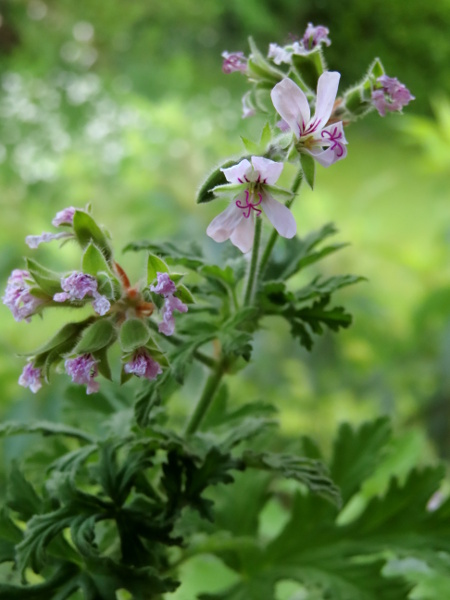 peppermint-scented geranium / Pelargonium tomentosum: _Pelargonium tomentosum_ has leaves that smell strongly of mint when bruised.
