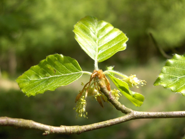 beech / Fagus sylvatica: _Fagus sylvatica_ is wind-pollinated, with small catkins dangling among the simple leaves.