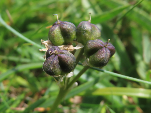 spring squill / Scilla verna: The fruit of _Scilla verna_ is a 6-chambered capsule containing a few black seeds each.