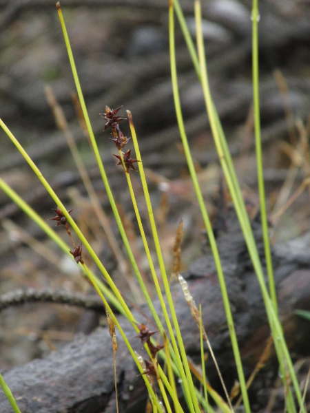 star sedge / Carex echinata: The spikelets of _Carex echinata_ are male below and female above; the few utricles per spike spread apart when ripe, producing a starry outline.