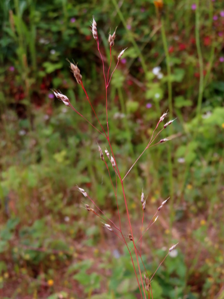 silver hair-grass / Aira caryophyllea: Inflorescence