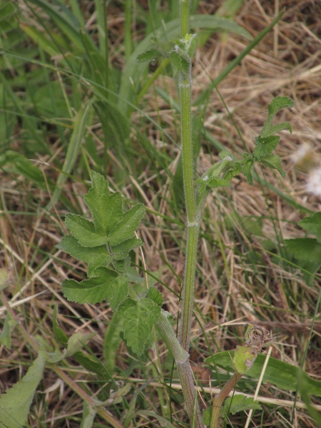 parsnip / Pastinaca sativa: The wild subspecies, _Pastinaca sativa_ subsp. _sylvestris_, is densely hairy on its stems and leaves.