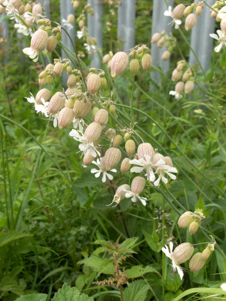 bladder campion / Silene vulgaris: The calyx of _Silene vulgaris_ is inflated, and usually narrower at the tip than in its coastal relative _Silene uniflora_.