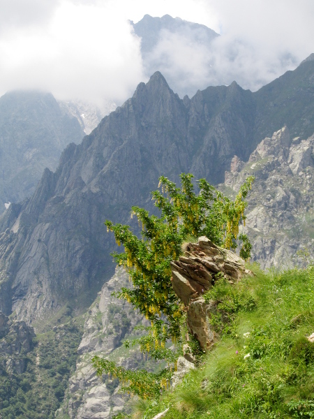 Scottish laburnum / Laburnum alpinum