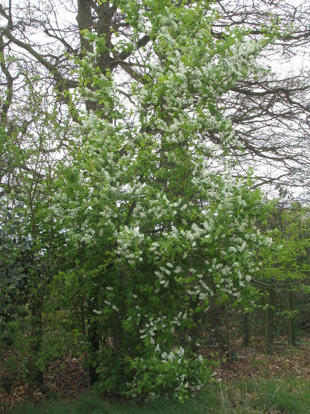 bird cherry / Prunus padus: _Prunus padus_ is native in Ireland, Wales, Scotland, northern England and East Anglia, but is widely naturalised in southern England, too.